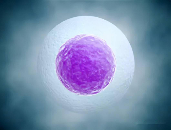 试管技术促排卵常见药物说明
