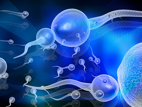 畸形精子能不能让女性成功受孕