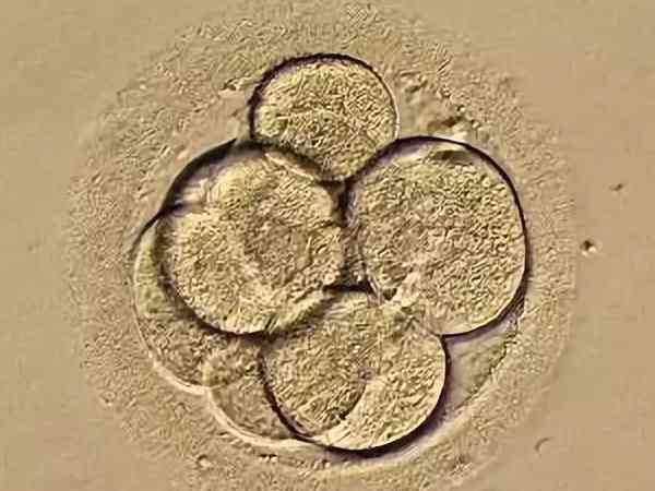 8c3胚胎成功率与着床情况说明