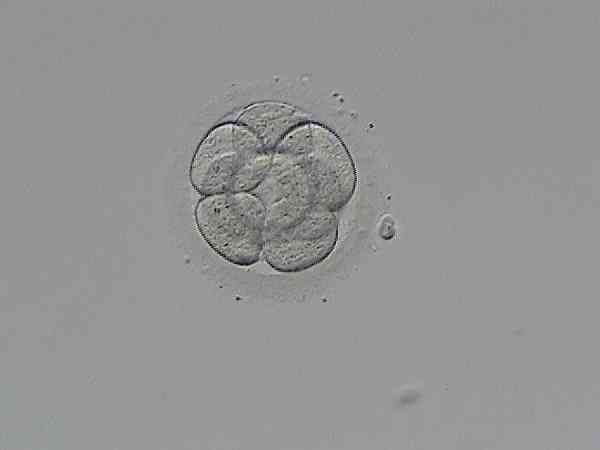 试管2pn胚胎养囊成功率高不高