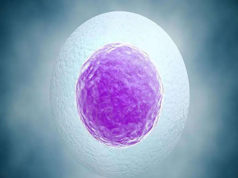 冷冻卵子是什么