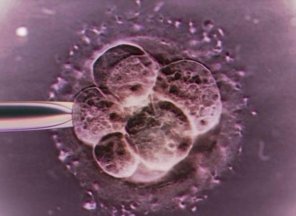 8细胞的胚胎等级划分标准