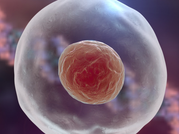 泰国三代试管嵌合体胚胎能否移植
