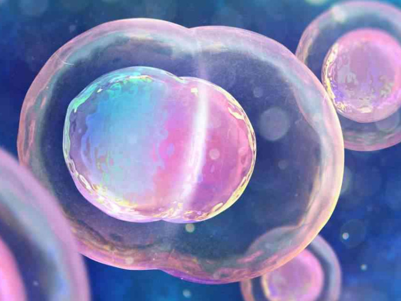 美国试管胚胎移植的重要性解读
