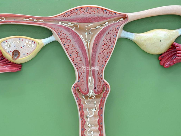 卵巢功能差的女性促排时间比较长