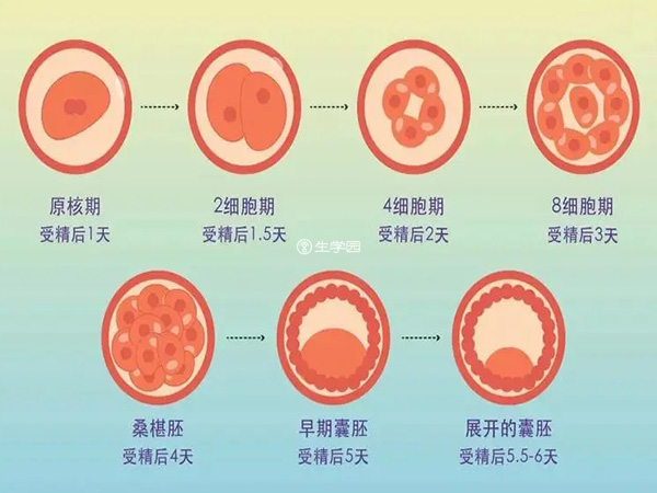 囊胚培养的过程图