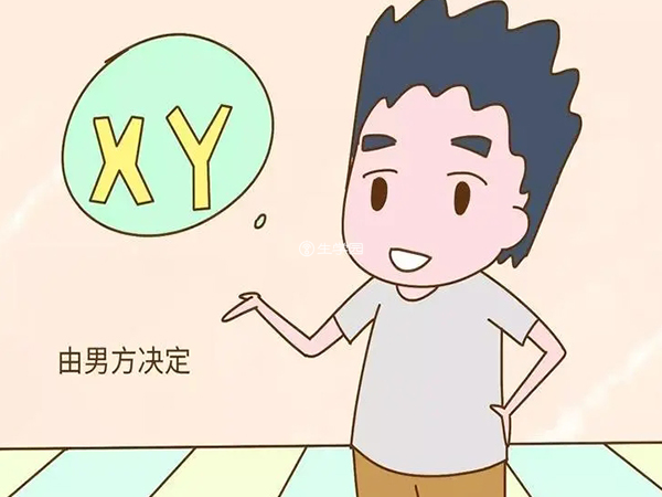 胎儿性别由男性精子控制