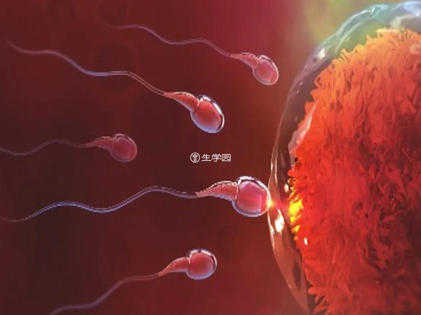 人工方法可以让卵细胞和精子体外受精