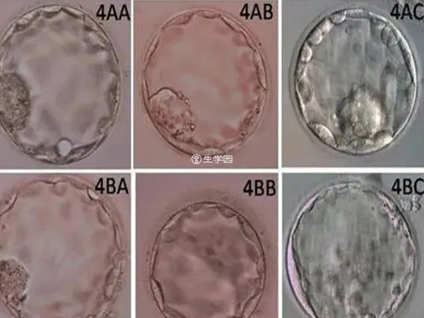 对胚胎的质量评分主要集中在外形上