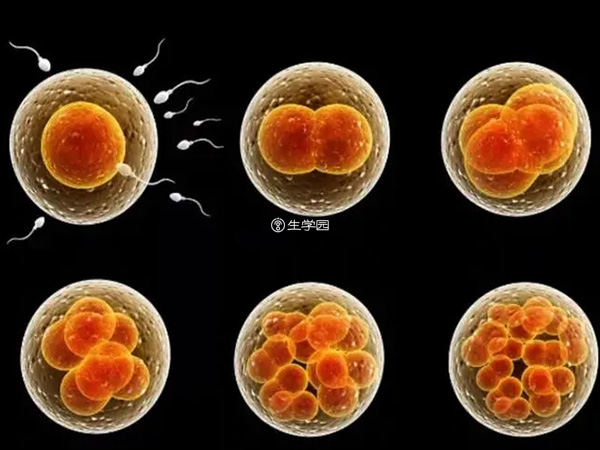 囊胚主要分为6个等级