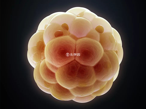细胞周围有一小部分的细胞膜包裹细胞浆