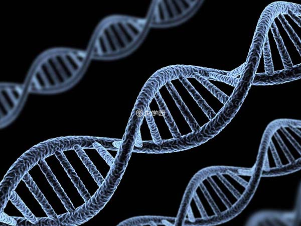 单基因疾病由一个特定基因的DNA变化引起