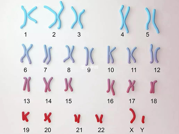 精子染色体检查费用多少