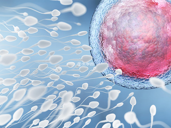 一些人认为精子的质量会决定胚胎的等级