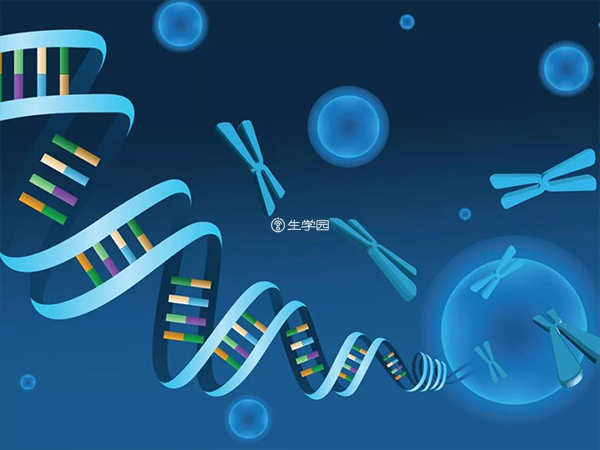 22號染色體有600個基因