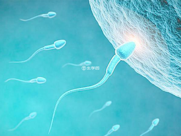 精子质量不决定胚胎等级