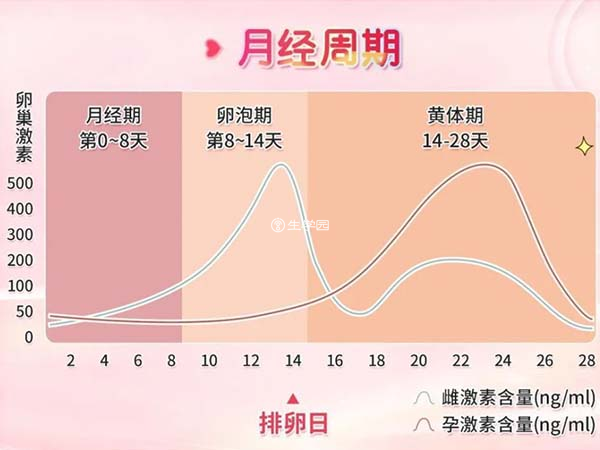 黃體期不是子宮內膜的最佳受孕的時期