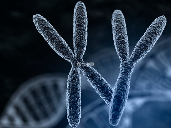染色体容易发生数目和结构上的变异
