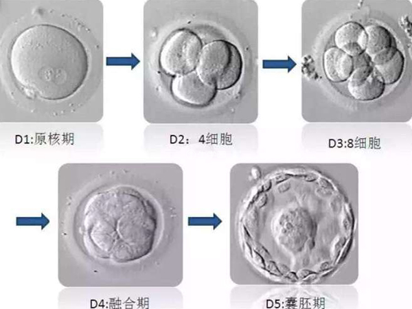 囊胚等級越高懷孕率就越高