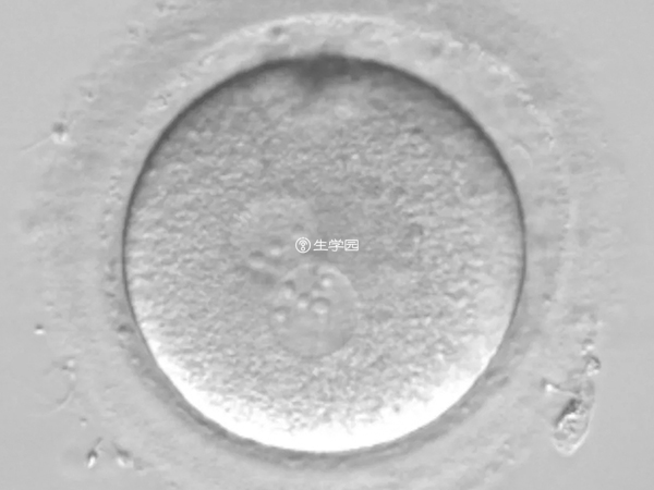2pn胚胎能够正常移植