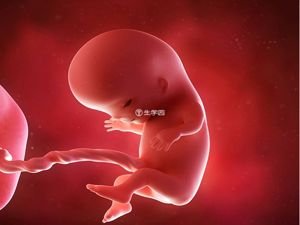 胚胎停育后不会立即流产