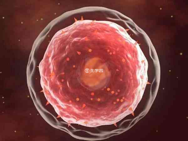 从卵裂期发育到囊胚过程中胚胎会有所损耗