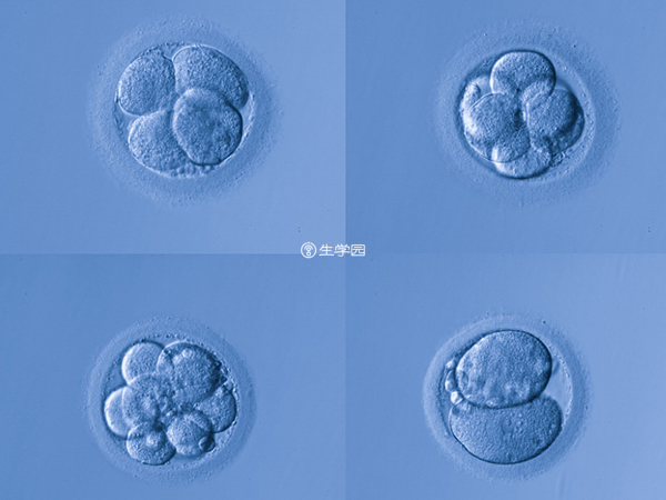 胚胎等级越高成功率就越高