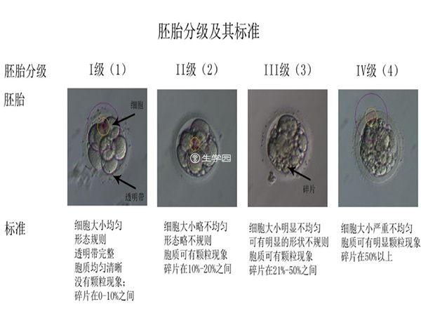 鲜胚等级划分示意图