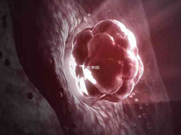 8C3胚胎着床要看子宫内膜的容受性