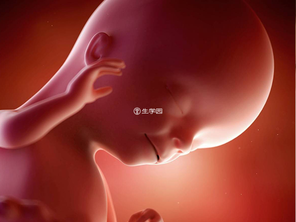 胎儿的成长发育离不开子宫环境
