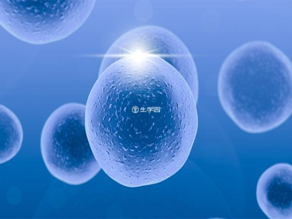 自然周期移植前提是有足够可用的胚胎