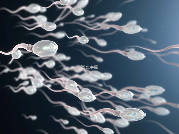 精子产生是在我们的睾丸里面