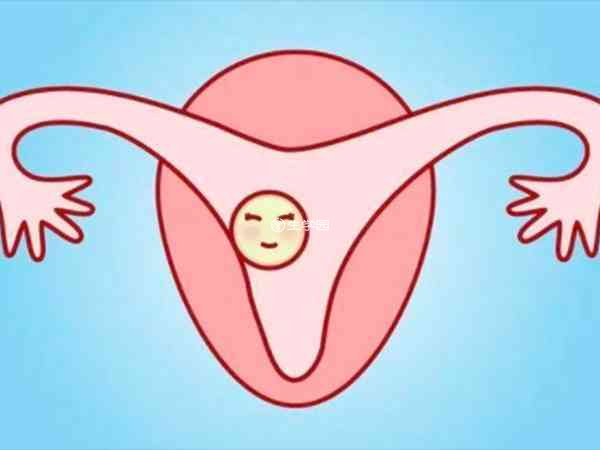 子宫是女性身体的重要器官