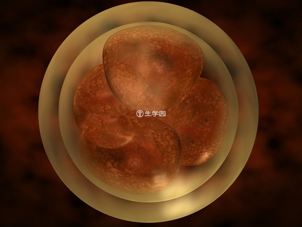 只有少部分潜能好的胚胎能发育成囊胚