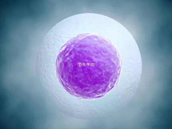 GEN5提供冷冻卵子服务