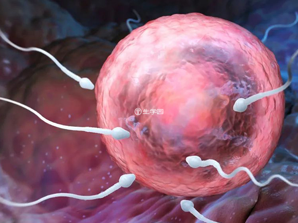优质的卵子和精子才能培育优质胚胎
