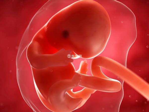 胚胎质量会影响试管成功率