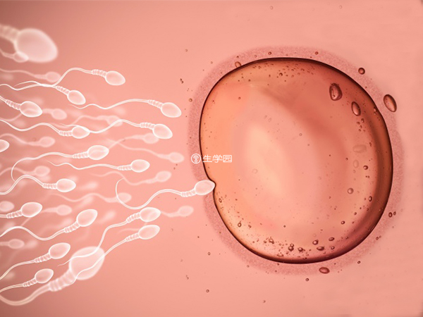 试管移植前会取卵进行体外受精