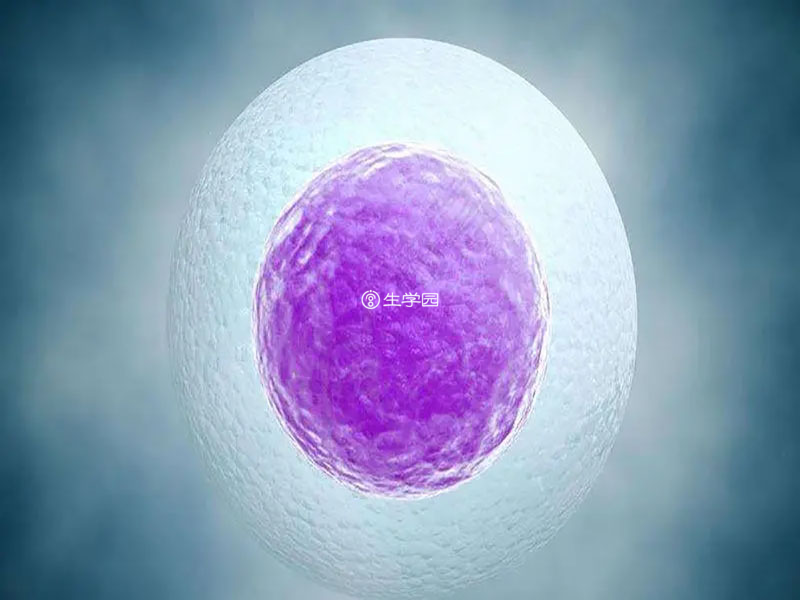 卵子质量怎么检查