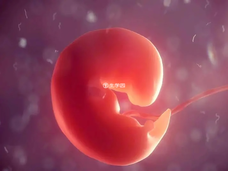 形成胚胎