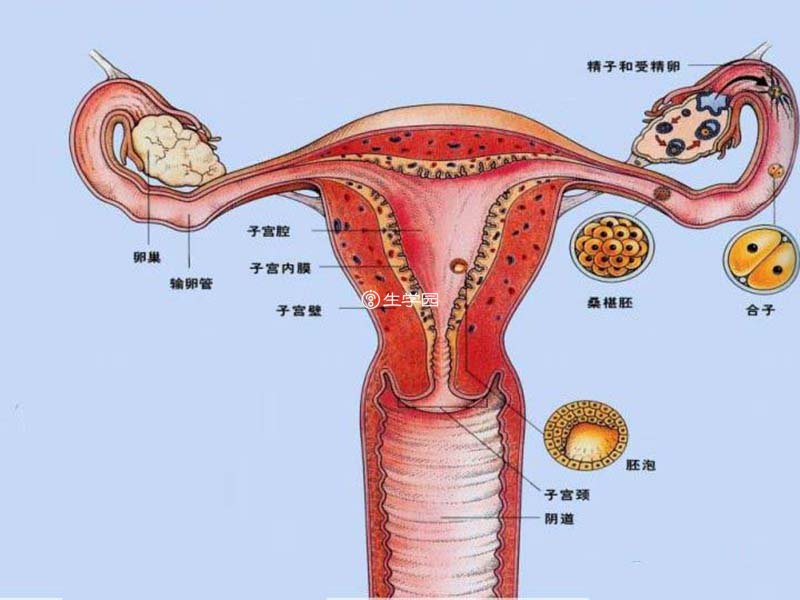 輸卵管堵塞多次試管