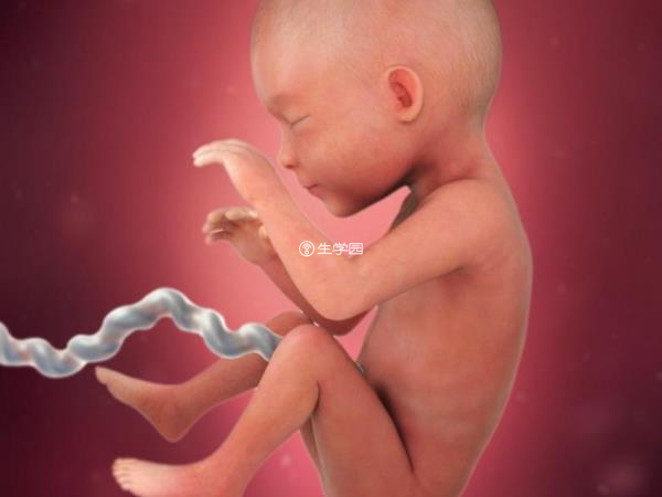 移植后适量吃山竹利于胎儿发育