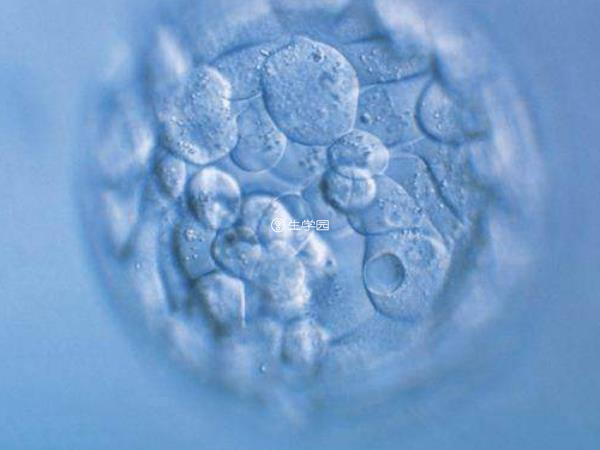 四级胚胎质量最差