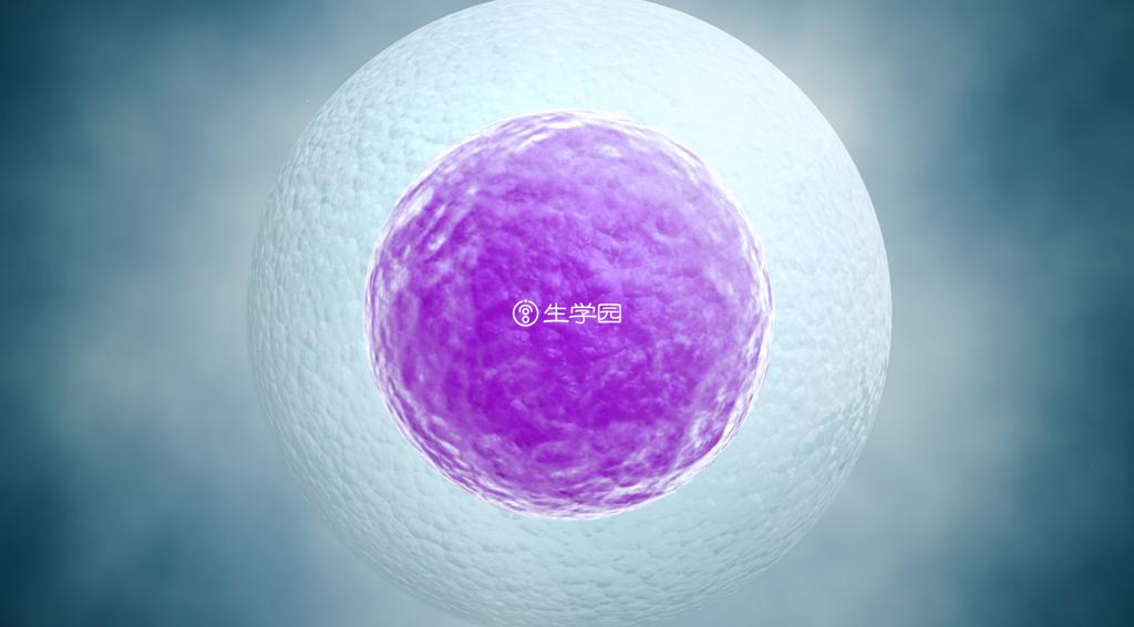 桑葚胚是发育到第4天的胚