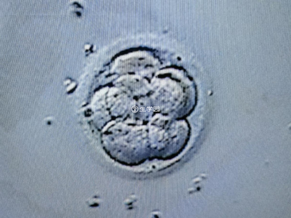 嵌合比例小的胚胎可以移植